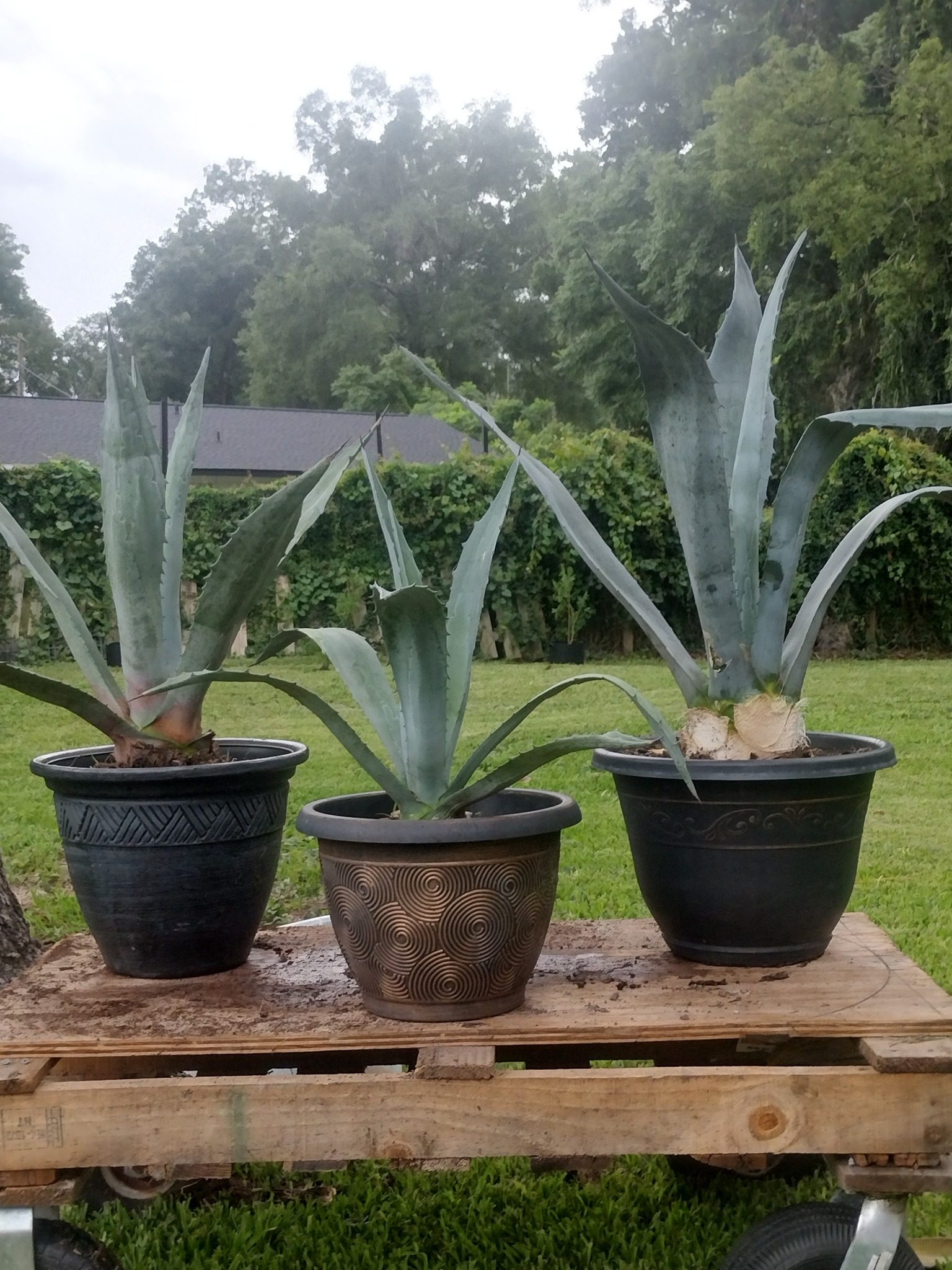 Agave americana plants grown at Rooted Wild ENM