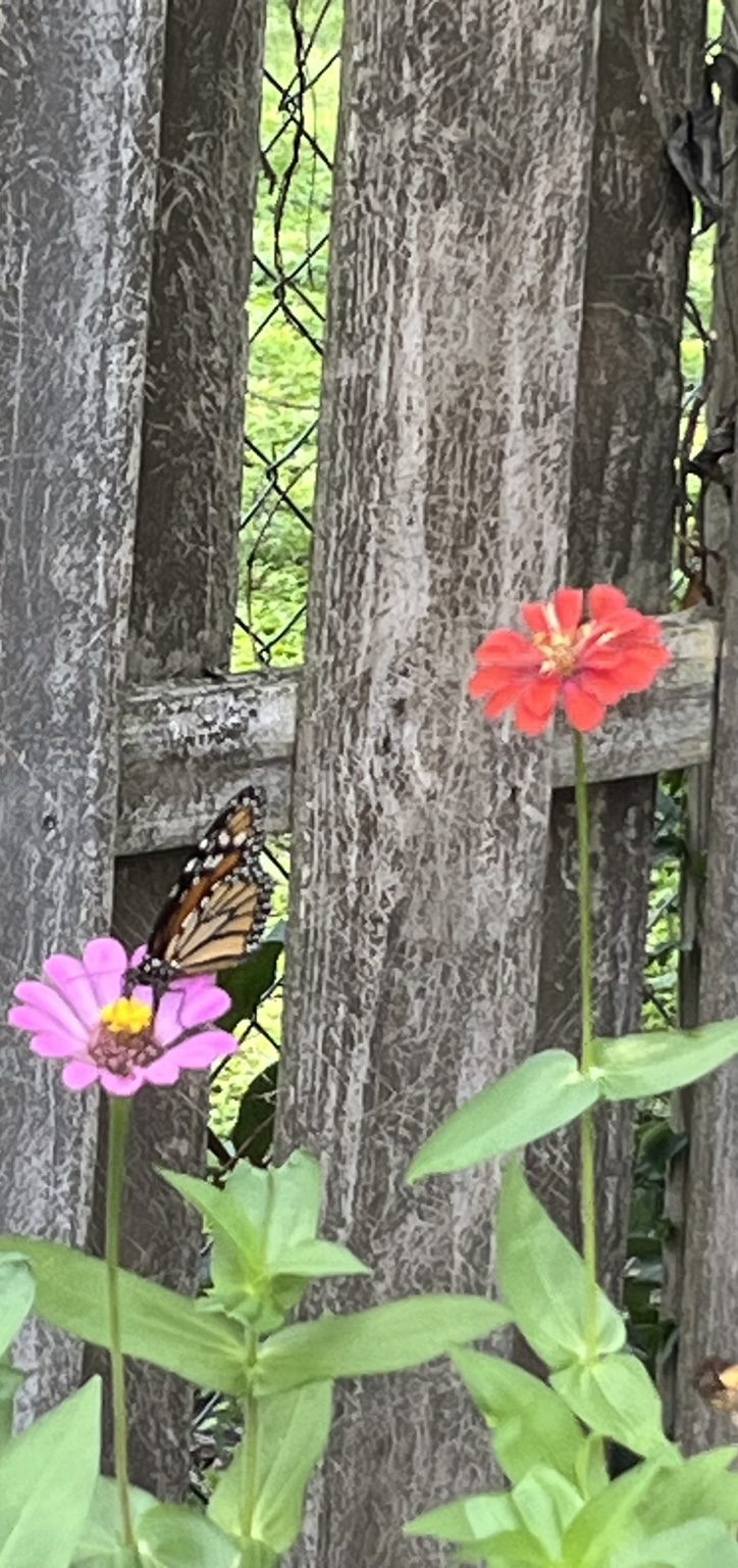 A butterfly visiting zinnias growing at Rooted Wild ENM