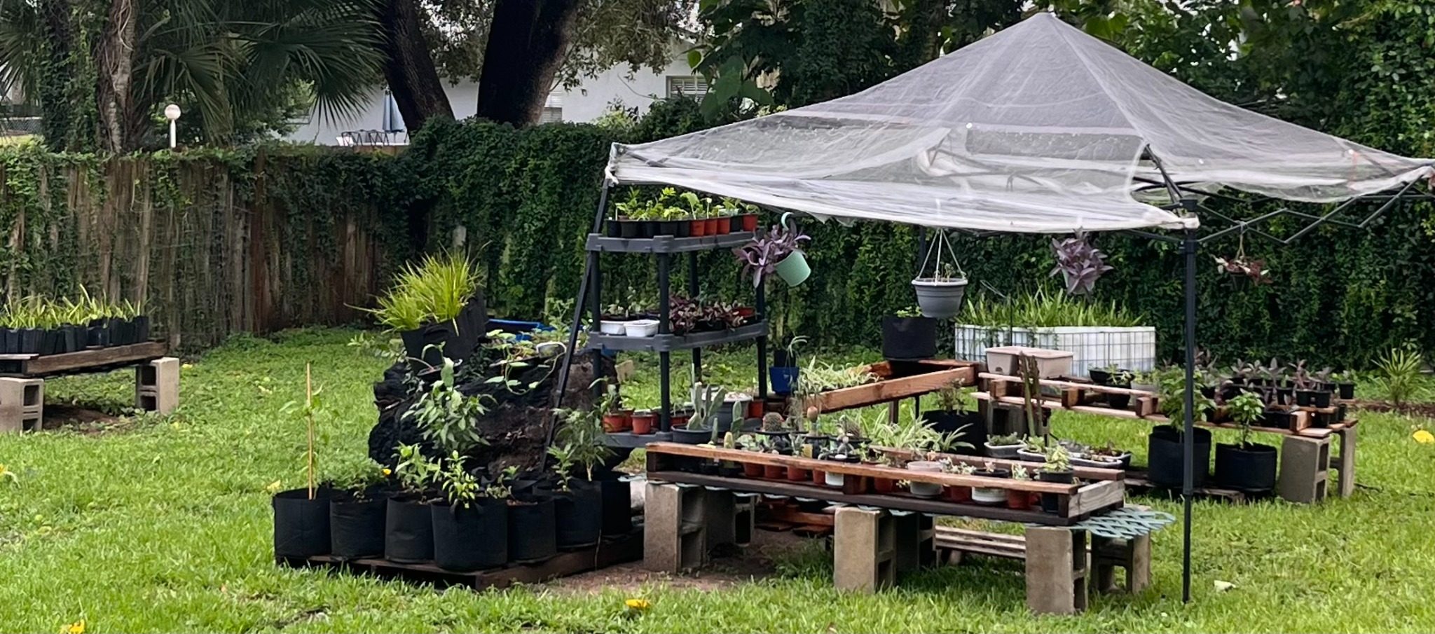 One of the Rooted Wild ENM growing areas in Ocala, Florida