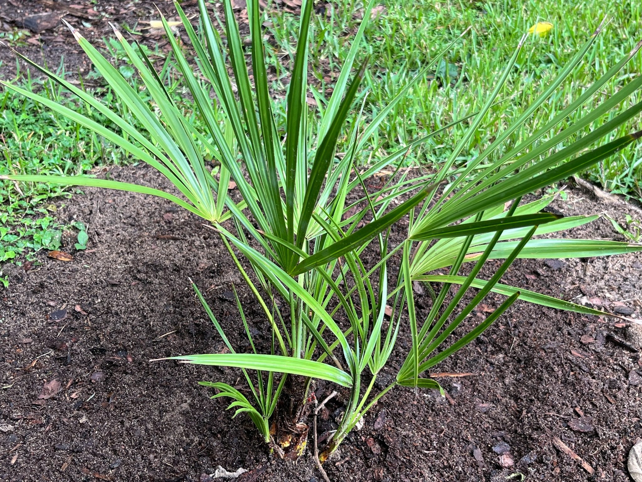 Young saw palmetto grown at Rooted Wild ENM