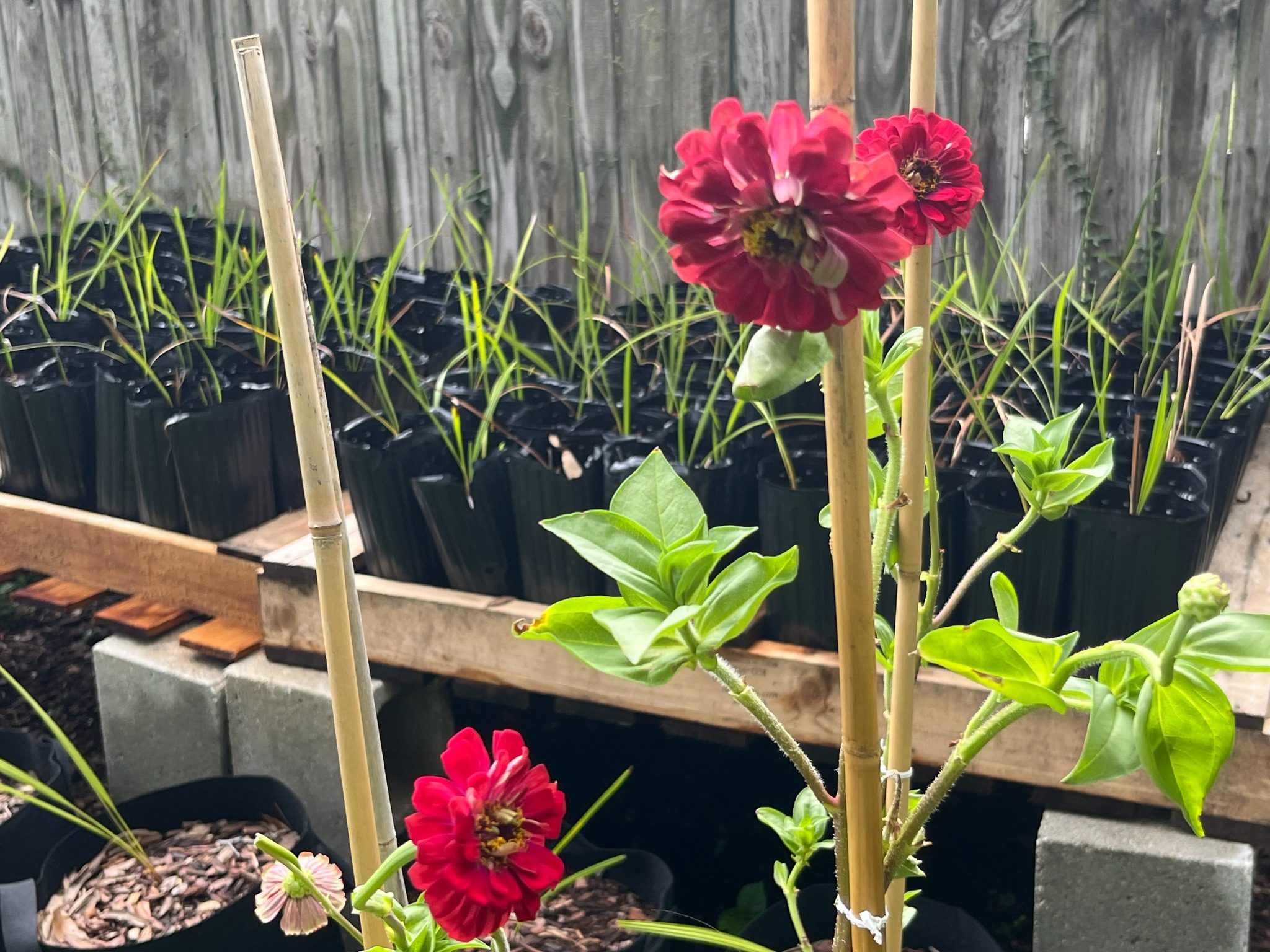 Red zinnias growing at Rooted Wild ENM